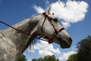 Cavalos Azteca 